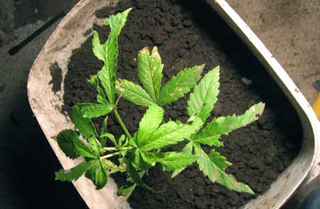 Slug damage on cannabis leaves