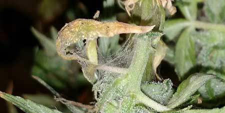 Example of webbing on a cannabis bud caused by spider mites