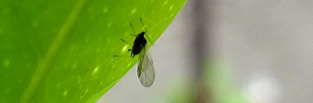 Example of a winged aphid resting on a leaf - get rid of these 