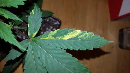 Example of cannabis leaf symptoms that may or may not be caused by TMV (tobacco mosaic virus)