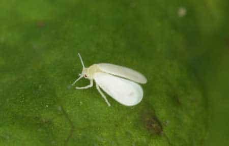 Example of a white fly - get rid of this common cannabis pest!