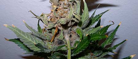 Example of a cannabis bud / cola with mold - this is what causes bud rot
