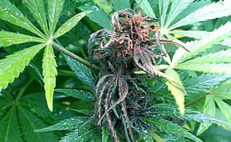 Example of a small outdoor cannabis cola that has been infected with bud rot. You can see the wetness of the leaves around the bud - wetness is a major trigger for mold and bud rot