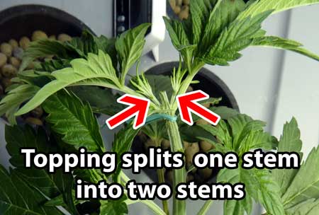 Example of topping a plant - topping instantly splits one stem into two new main stems