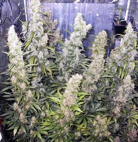 Example of a cannabis plant that has been defoliated in order to increase the yields