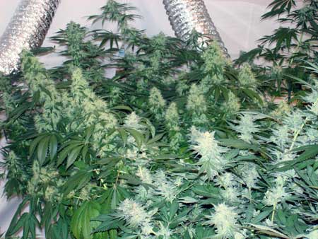 Cannabis colas - although these plants aren't ready for harvest yet, the colas are huge, and there's TONS of them! Maximizing the amount of colas you grow will increase your yields!