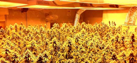 Get bigger yields indoors by keeping a flat cannabis cannopy under grow lights