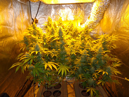 Example of two manifolded cannabis plants with many colas - training makes a huge difference to yields!