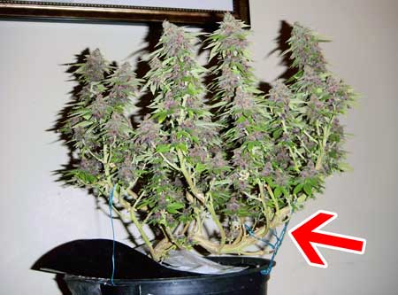 Example of untopped plant that has been trained purely with LST - the arrow points at the main stem, which has been bents completely over