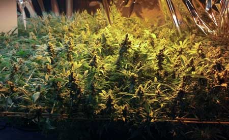 ScrOG - example of marijuana plants in a 