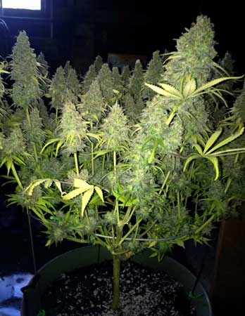 Topping or FIMing your cannabis plant gives you a result like this - many colas emerging from the plant at one main spot
