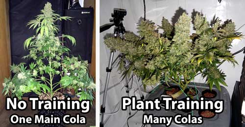 Guía Completa para el Entrenamiento en Planta de Cannabis