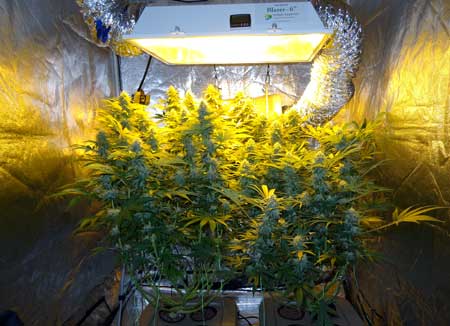Two cannabis plants growing in a top-fed DWC (bubbleponics) setup under an HPS grow light