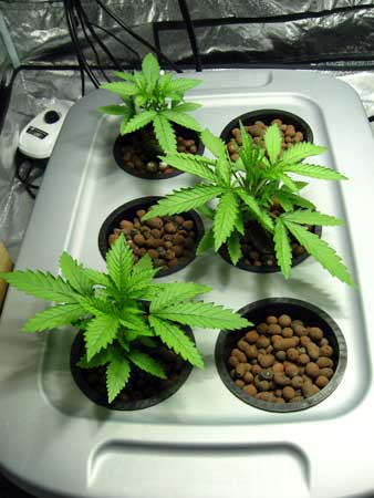 3 young DWC cannabis plants in the vegetative stage