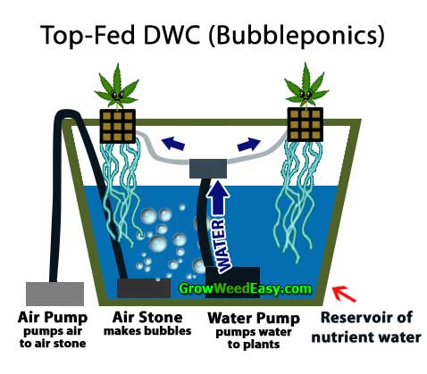 Growing cannabis with top-fed DWC (bubble cloud or bubbleponics) hydroponics diagram