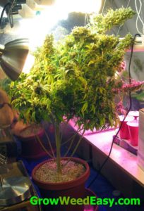 This cannabis plant was bent over to accomodate the big main cola and help get more light to the lower bud sites