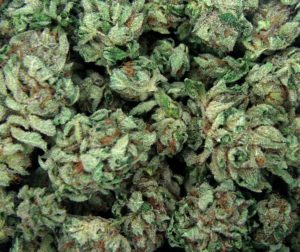 Closeup of dried marijuana buds 