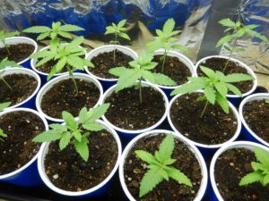 A bunch of cannabis seedlings growing in coco coir