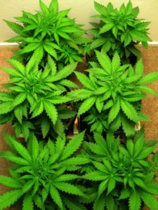 Guía para principiantes sobre el cultivo de cannabis con luces CFL