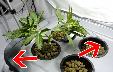 Use twisty tie to secure the stems of your cannabis plant where you want