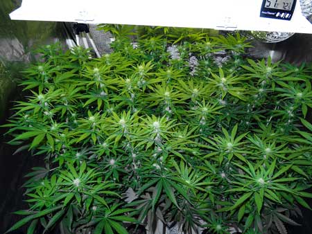 Even spacing of cannabis colas - 