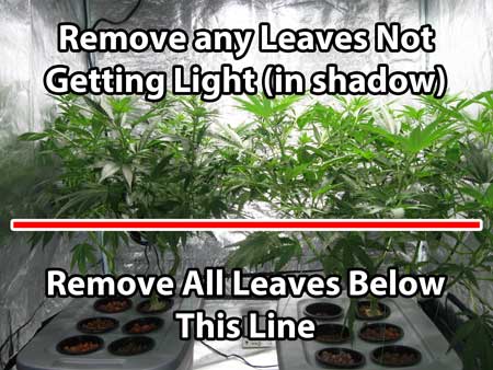 Before switching to the flowering stage, remove all the growth that is in darkness, as it will never amount to anything anyway