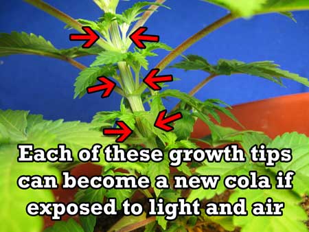 Each of these marijuana growth tips can become a cola