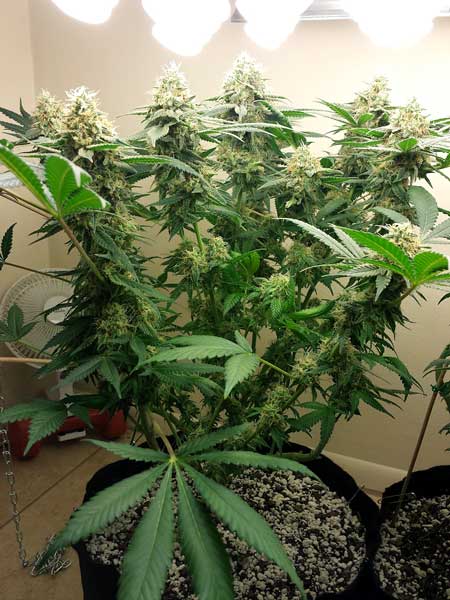 Notice how all the colas go down almost to the base of the marijuana plant - this is the best way to train your plant to get the biggest buds