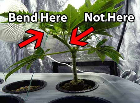 When bending a marijuana stem, try to bend where it is flexible, located near the tips of the stems