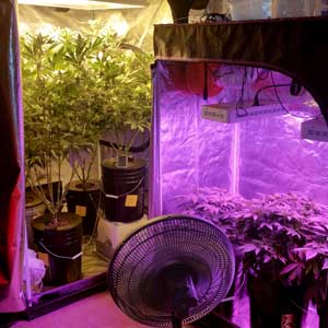 Example of a cannabis tent with an HPS, and another with an LED grow light