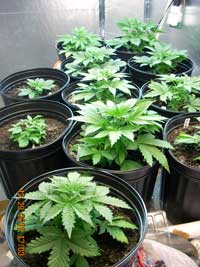 Example of young, vegetative marijuana plants!