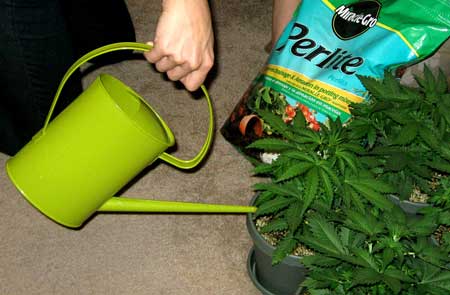 Watering cannabis with a watering can