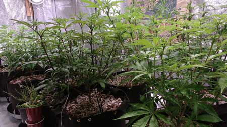 This incredible cannabis forest was brought to you by Froctor Dankenstein