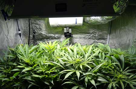 Example of a vegetative cannabis plant growing under a grow light