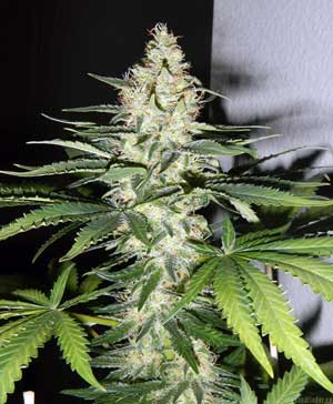 The Utopia Haze cannabis strain is a very high-yielding Sativa