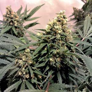 The Pure Power Plant (PPP) strain of cannabis grows huge buds with 