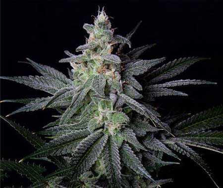 Jack Herer is a famous cannabis strain good for both medical marijuana patients and those who just want to soar!