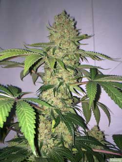 Auto-flowering cannabis strains are often a good choice for medical marijuana patients.