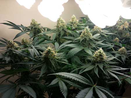 This cannabis plant grown under CFL grow lights has such big buds because the grower trained it to grow short and flat