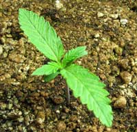A happy marijuana seedling - sometimes it's more important for a strain to be easy that anything else. Who doesn't want tough cannabis plants?