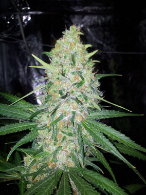 The Northern Light strain by Nirvana is high-yielding, potent, and known to be very easy to grow