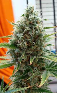 Las mejores variedades de marihuana para cultivadores principiantes