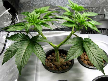 A cannabis plant with a manifold - this tutorial about main-lining your marijuana will teach you how to make your own manifold to increase yields indoors
