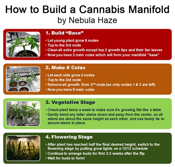 How to build a cannabis manifold diagram - This main-lining cannabis step-by-step tutorial teaches you how to manifold your marijuana plants! 