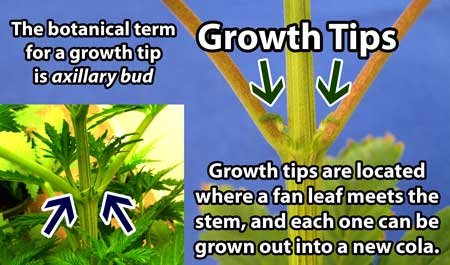 Growth tips (known officially as axillary buds) are where new stems are forms, each growth tip can be grown into a cola of its own!
