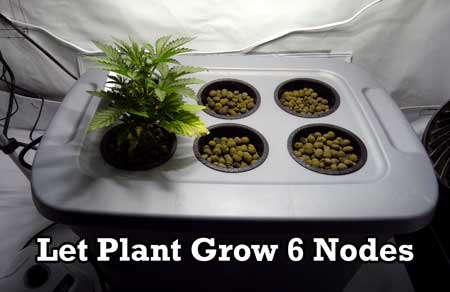 Wait until a marijuana plant has grown 5-6 nodes (pairs of leaves) before you begin the manifold process