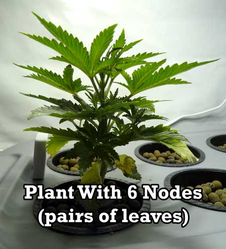 The first step to manifold cannabis is to wait until the plant has grown 5-6 nodes (pairs of leaves) like this young cannabis plant in the vegetative stage