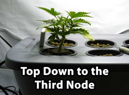 How to top to 3rd node of a marijuana plant - this is the next step to main-lining cannabis to build a manifold