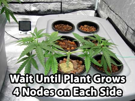 There are now 4 nodes (pairs of leaves) on each side of the cannabis manifold