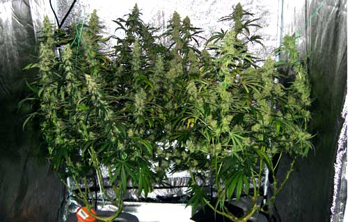 These two main-lined cannabis plants have grown long thick buds